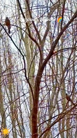 Свиристели за окном 29.03.25 Саратов