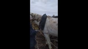 ОСЕННЯЯ ВСПАШКА НА ЛОШАДИ