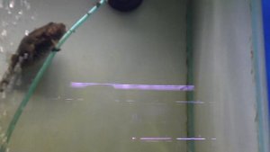 Dragon Puffer Species Profile. Tetraodon palembangensis