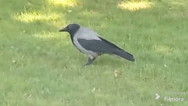 Звуки молодых серых ворон. карканье смотреть онлайн