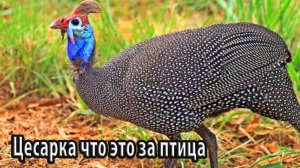 Цесарка что это за птица
