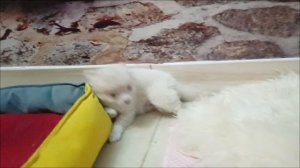 Пушистый мальчик чихуахуа.