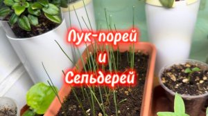 Порей нарастает, сельдерей догоняет. Да! Ещё мелотрия! Взяла и взошла..