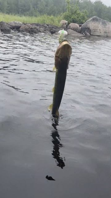 First time I caught pickerel!!! #shorts #fishing #update #fishingshorts смотреть онлайн