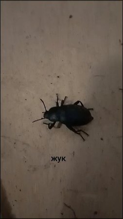 Жук- толстяк на даче...