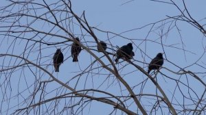 Скворцы прилетели