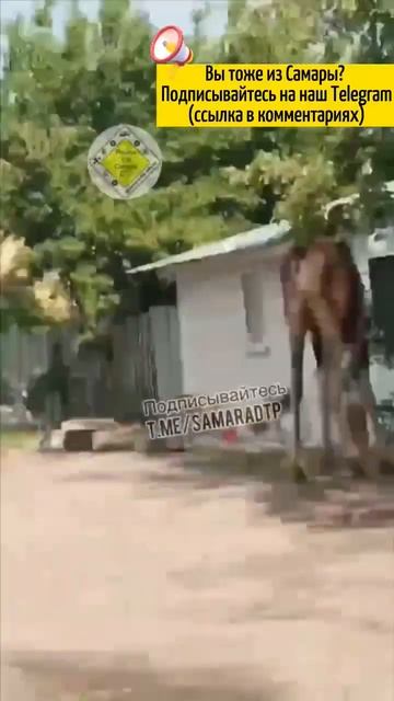 По улицам посёлка мясокомбинат в Самаре бегает огромный лось смотреть онлайн