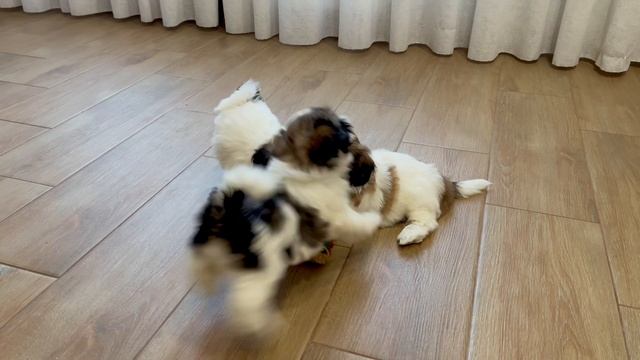 Щенки смотреть онлайн