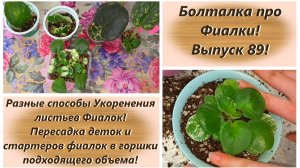 Болталка про Фиалки! Выпуск 89! Разные способы Укоренения листьев Фиалок!