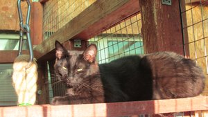 Заказчики прибыли с проверкой на объект (фильм 5)