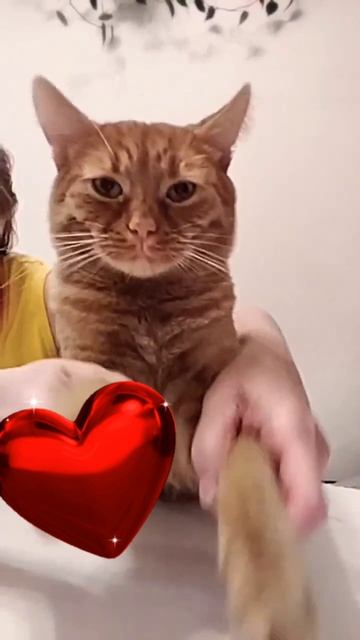 3. Поведение кота: спит, ест,гуляет, отдыхает... #шортс #животные #кот