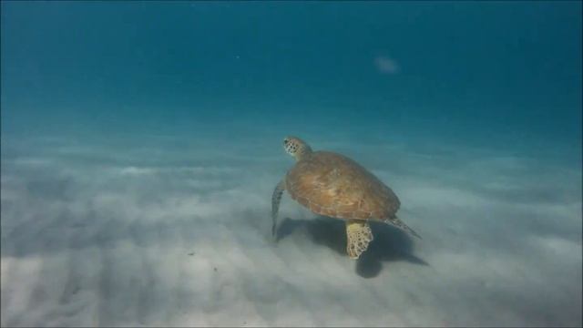 The sea is full of life, Jupiter Island смотреть онлайн