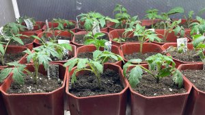 Перевалка томатов, попробуем из вытянутой рассады сделать её покороче.