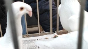 29.03.2025г Садовод Ярмарка ч. 3 👍