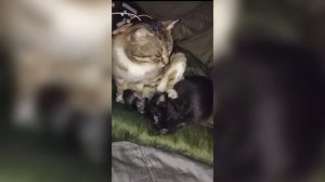 Кот-санитар Промедол