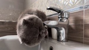 Почему коты и кошки пьют воду из крана?? | Из миски или из крана??