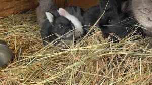 Ежедневный уход за кроликами #КроликоТерапия