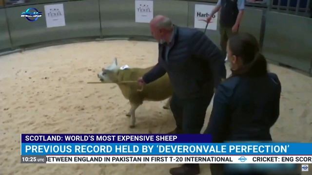 Double Diamond: World's most expensive sheep | Indus News | Indus News Bulletin смотреть онлайн