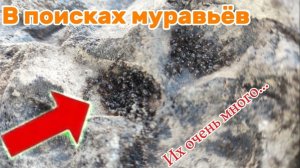 В поисках муравьёв: Их очень много... Lasius niger, Tetramorium и Встреча с Знахарями