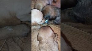 щенята малышата учатся кушать