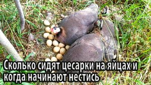 Сколько сидят цесарки на яйцах и когда начинают нестись