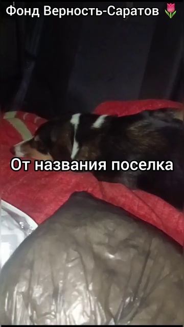 Бориска #саратов #вдобрыерукисаратов #верностьсаратов