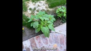 Nothing Phone 3a Pro vs Galaxy S25 Ultra vs iPhone 16 Pro Max - Сравнение камер в реальной жизни.