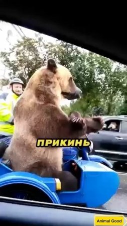 Он перевозит медведя в коляске мотоцикла 🏍️🤷_♂️🐻 #косолапый #медведь #приколы