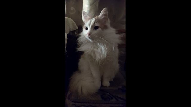 КОТ УВИДЕЛ ПРИВЕДЕНИЕ? смотреть онлайн