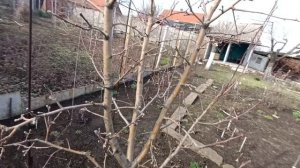 Как обрезка на клик загружает дерево плодами. Пример обрезки. Управление ростом с мегарезультатом.
