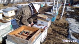 Весенняя ревизия пчелосемей 29.03.2025 г.