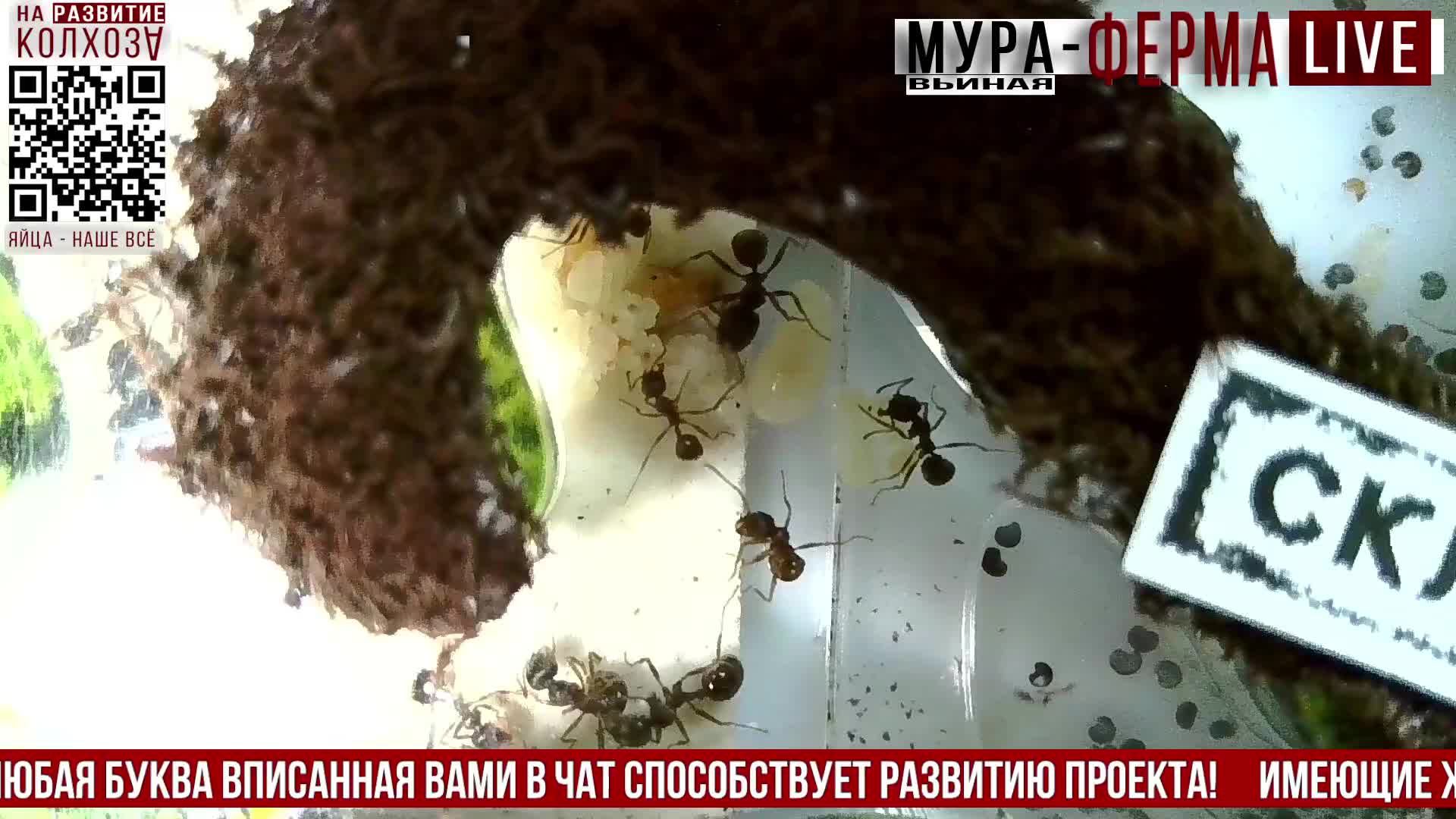 МУРА-ферма LIVE.Бункер 30.Муравьиная ферма!Скоро вылупятся...Муравьи Жнецы.+радио "Мураши LIVE".