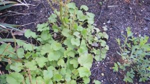 Oxyria digyna 210603 Botanická zahrada Třeboň