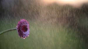 4126791-hd_1280_720_25fps