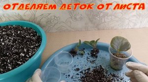 КАК ПРАВИЛЬНО ОТДЕЛИТЬ ДЕТКУ ФИАЛКИ ОТ МАТЕРИНСКОГО ЛИСТА!