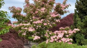 Garden Tour of Jean Iseli Memorial Garden June 2023. Specimen Size Landscape Plants #conifergarden