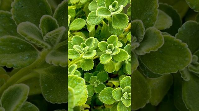 MINI VLOG 1: THE VICKS PLANT (PLECTRANTHUS TOMENTOSA) with a relaxing Menthol Scent