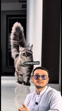 Вся правда о мейнкунах