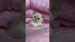 Лиловый бурманский котёнок Afina Freya Way