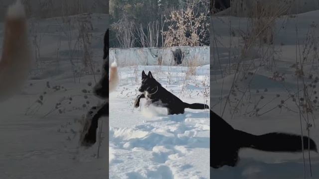АДОЧКА - метис немецкой овчарки... была выкинута на улицу