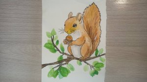 Рисунок акварелью / Белка