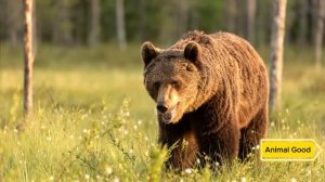 Плачущая медведица попросила о помощи человека, когда её детёныш попал в беду