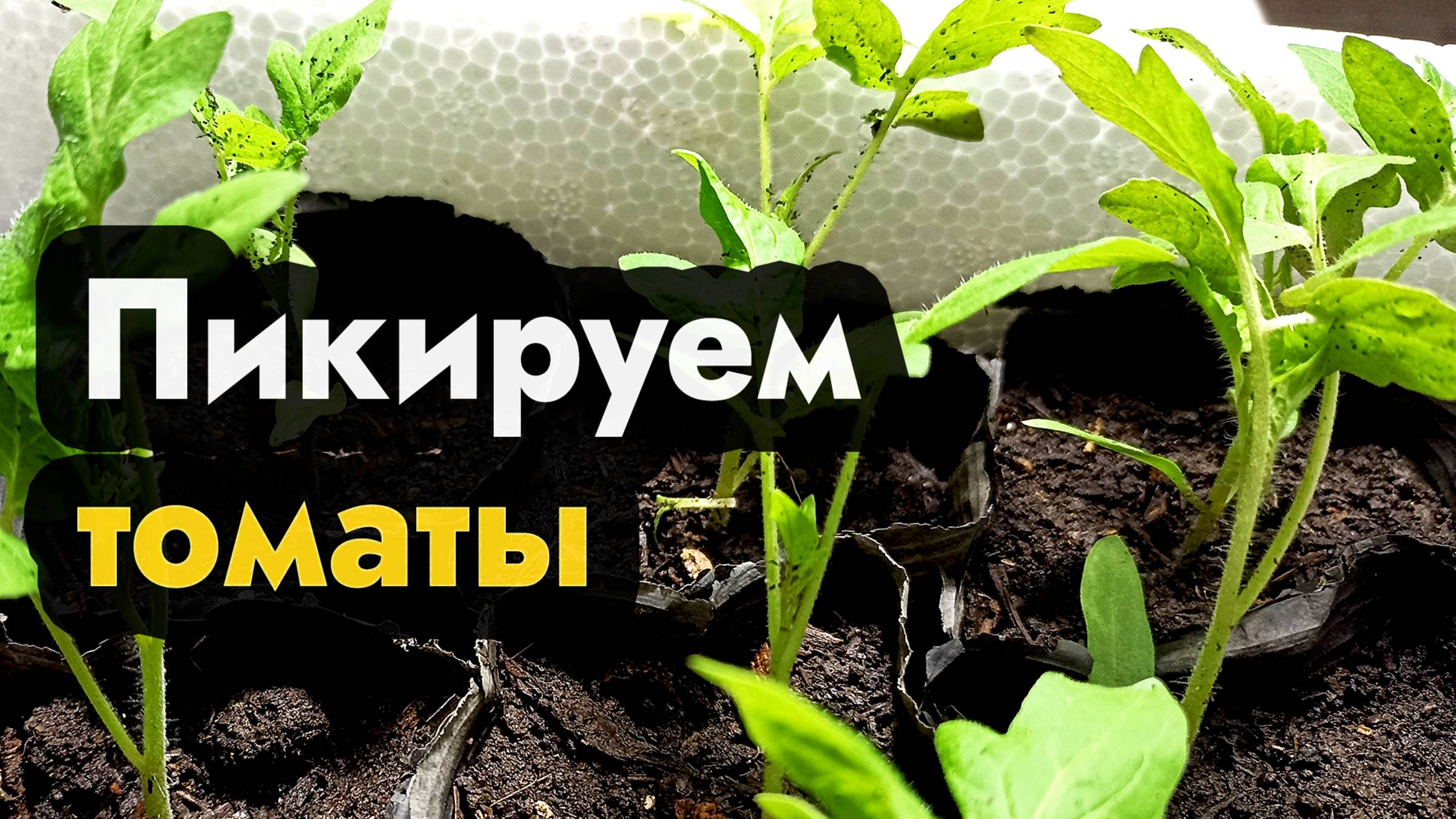 Пикировка рассады томатов - как пикировать помидоры - полив и уход после пикировки