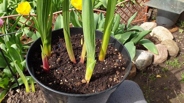 Удобный, простой и удачный способ посадки гладиолусов. смотреть онлайн