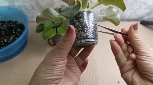 КАК УХАЖИВАТЬ ЗА ФИАЛКАМИ(СЕНПОЛИИ),ЧТОБЫ ПЫШНО ЦВЕЛИ!!!