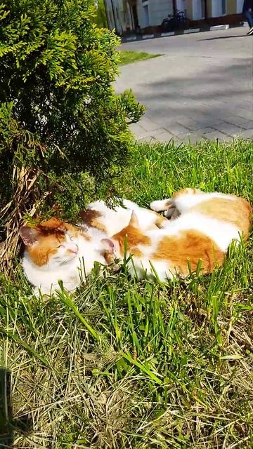 пропавшие Дракоша и его сестричка смотреть онлайн