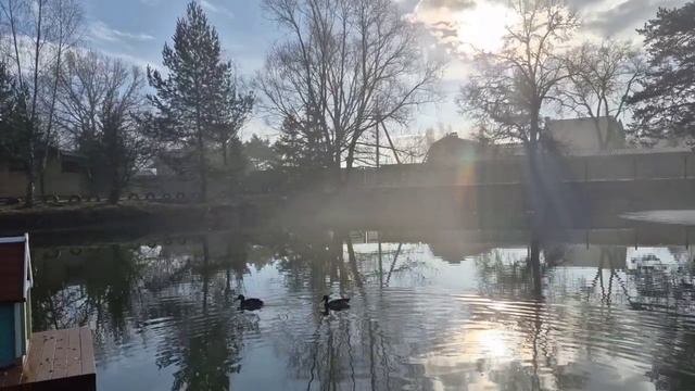 Аносинский пруд и его жители