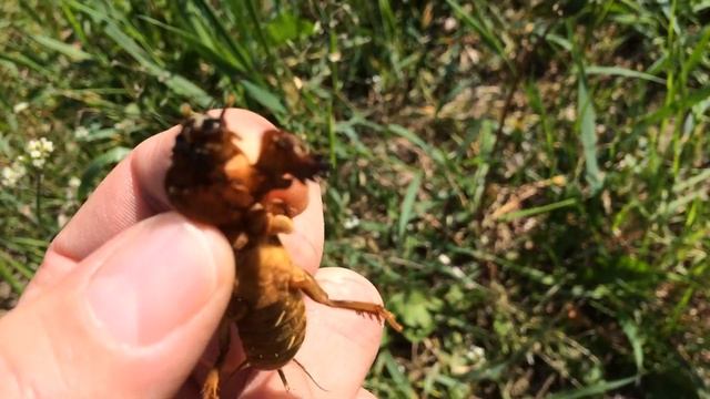 Krtonôžka obyčajná (Gryllotalpa gryllotalpa) смотреть онлайн