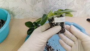 ПЕРЕСАЖИВАЮ взрослых ДЕТОК ФИАЛКИ, на ФИТИЛЬНЫЙ ПОЛИВ!