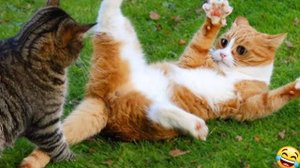 😻 Новые смешные видео с кошками и собаками 2025 года 😆 Лучшие
